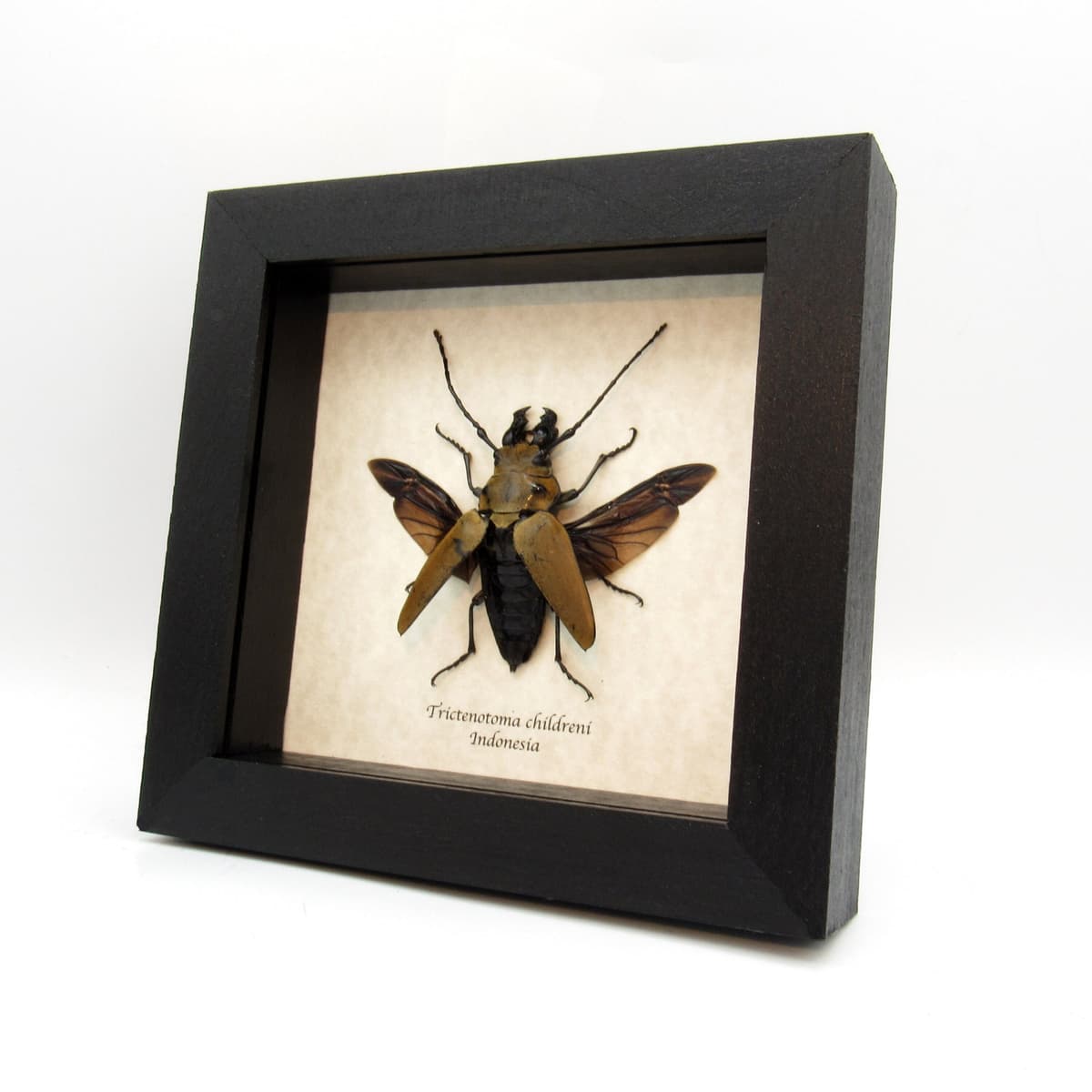 Large Log-Boring beetle framed taxidermy - Trictenotoma childreni