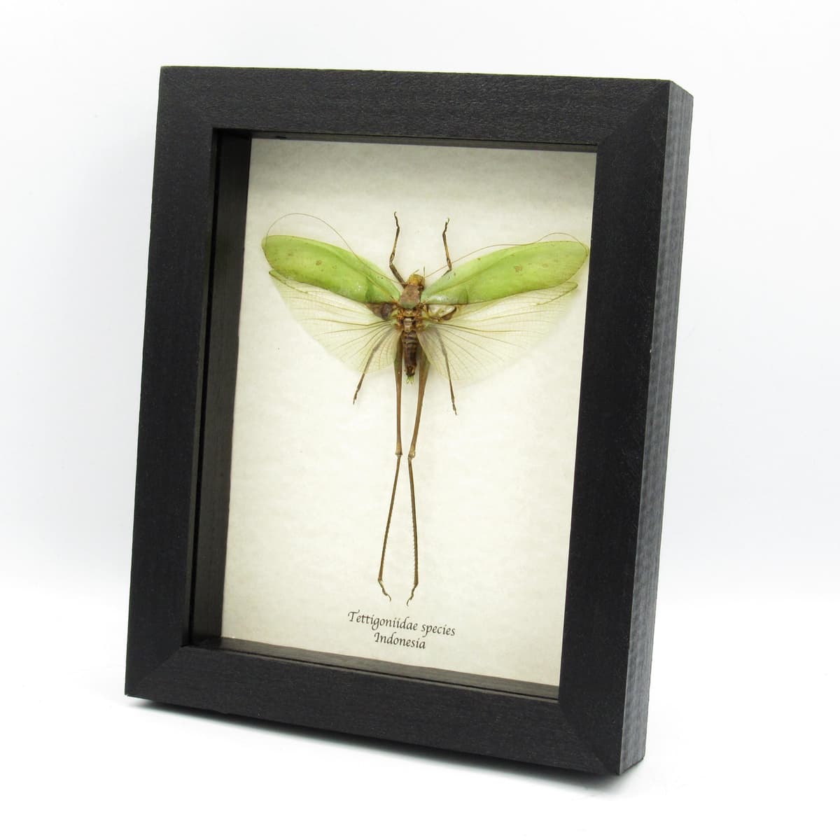 Real giant Katydid framed - Tettigoniidae species