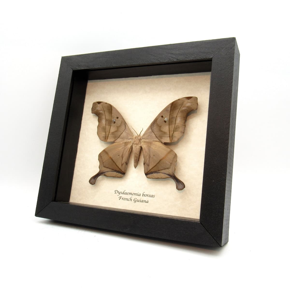 Real Giant Saturn moth framed taxidermy - Dysdaemonia boreas