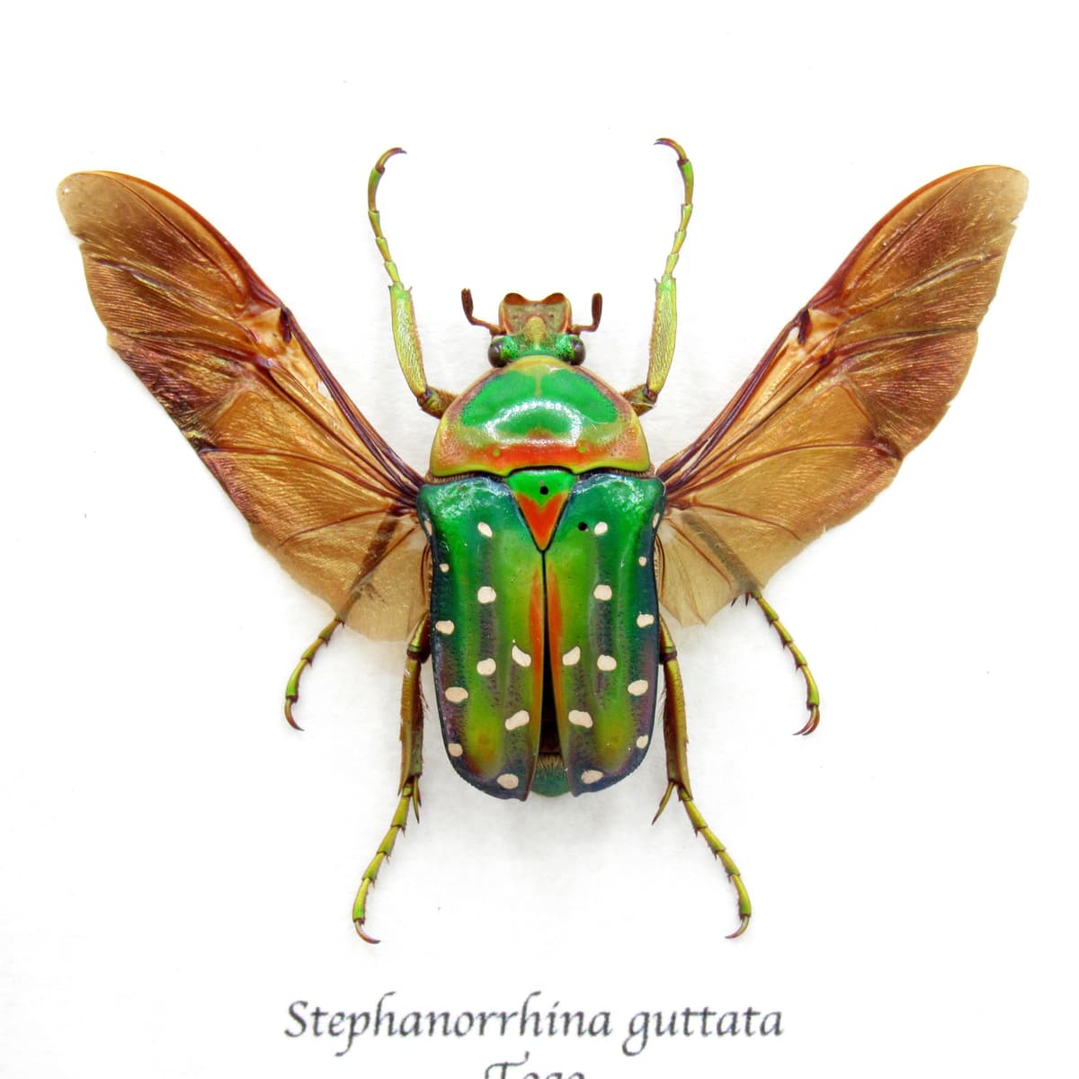 Real purple Polka Dot Scarab Beetle framed taxidermy - Stephanorrhina guttata