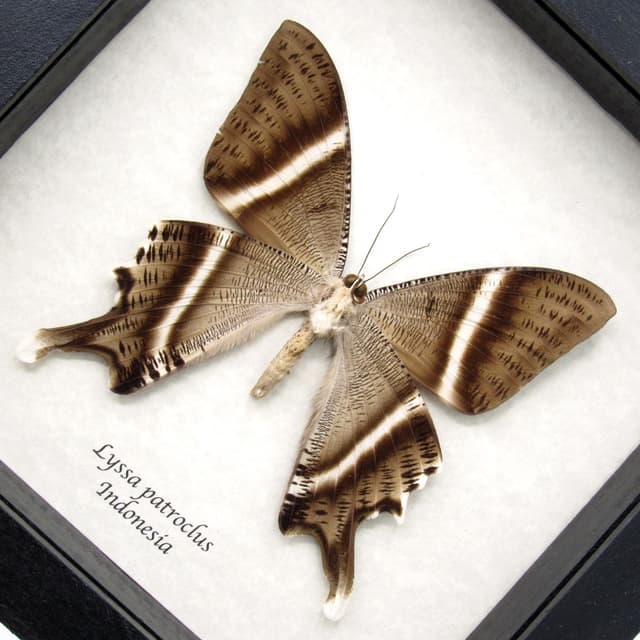 Large real Swallowtail Moth framed taxidermy - Lyssa patroclus