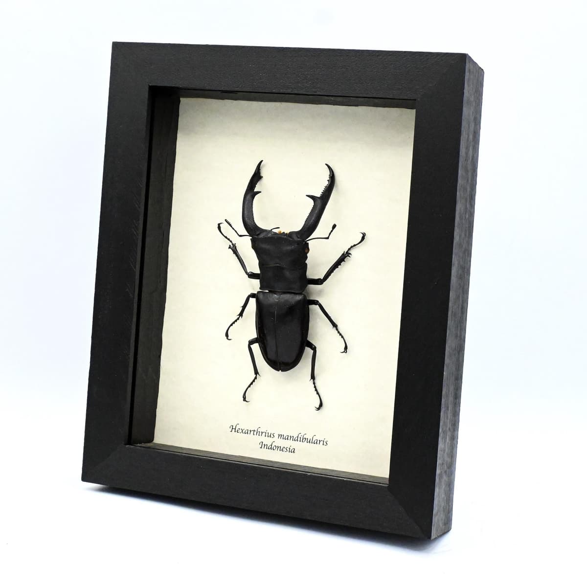 Real Giant Stag beetle framed taxidermy - Hexarthrius mandibularis