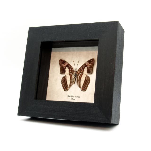 Real lavender Naxia Sister butterfly framed taxidermy - Adelpha naxia