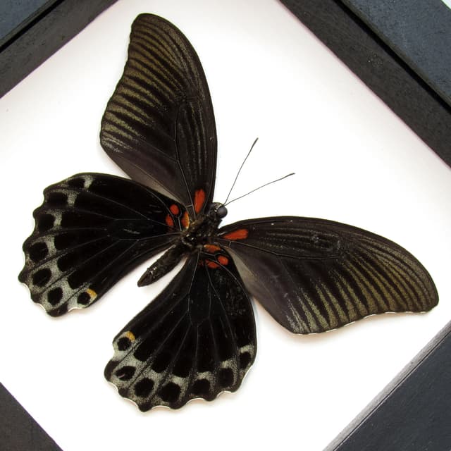 Real Great Mormon butterfly framed taxidermy - Papilio memnon