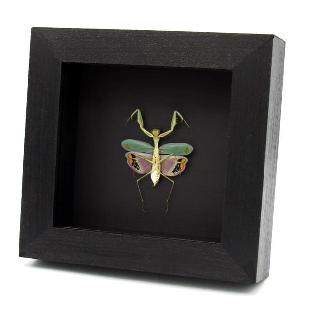 Rare framed Pink Umbrella Mantis taxidermy - Caliris elegans - female