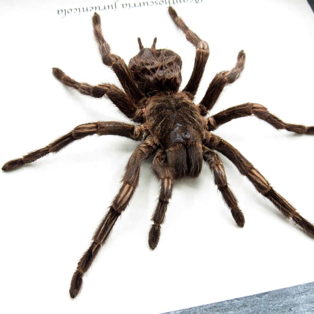 Real XL Brazilian Orange Banded Tarantula framed taxidermy - Acanthoscurria juruenicola