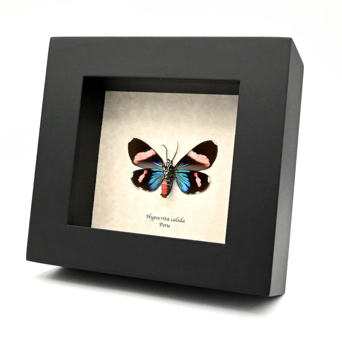 Rare metallic Day Moth framed taxidermy - Hypocrita calida - white banded female