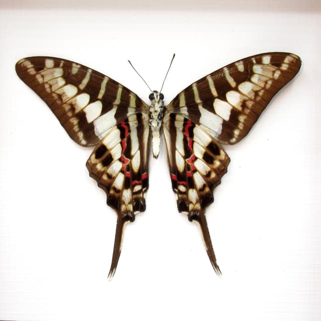 Real Striped Swordtail butterfly framed taxidermy - Graphium policenes - Victorian mount