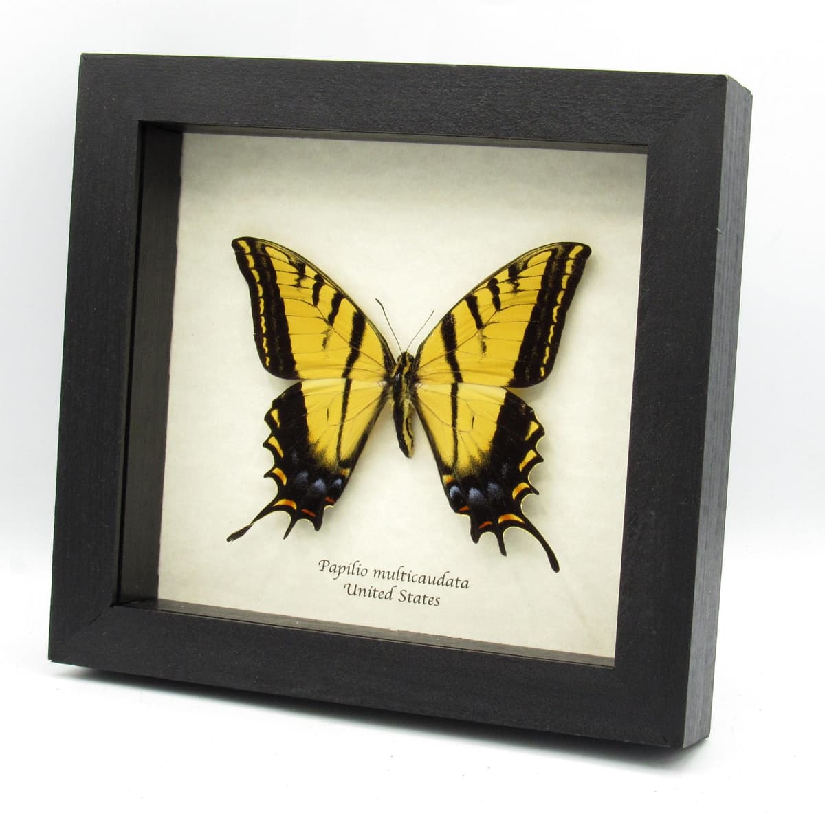 Real large Two-Tailed Swallowtail framed - Papilio multicaudata - XL female