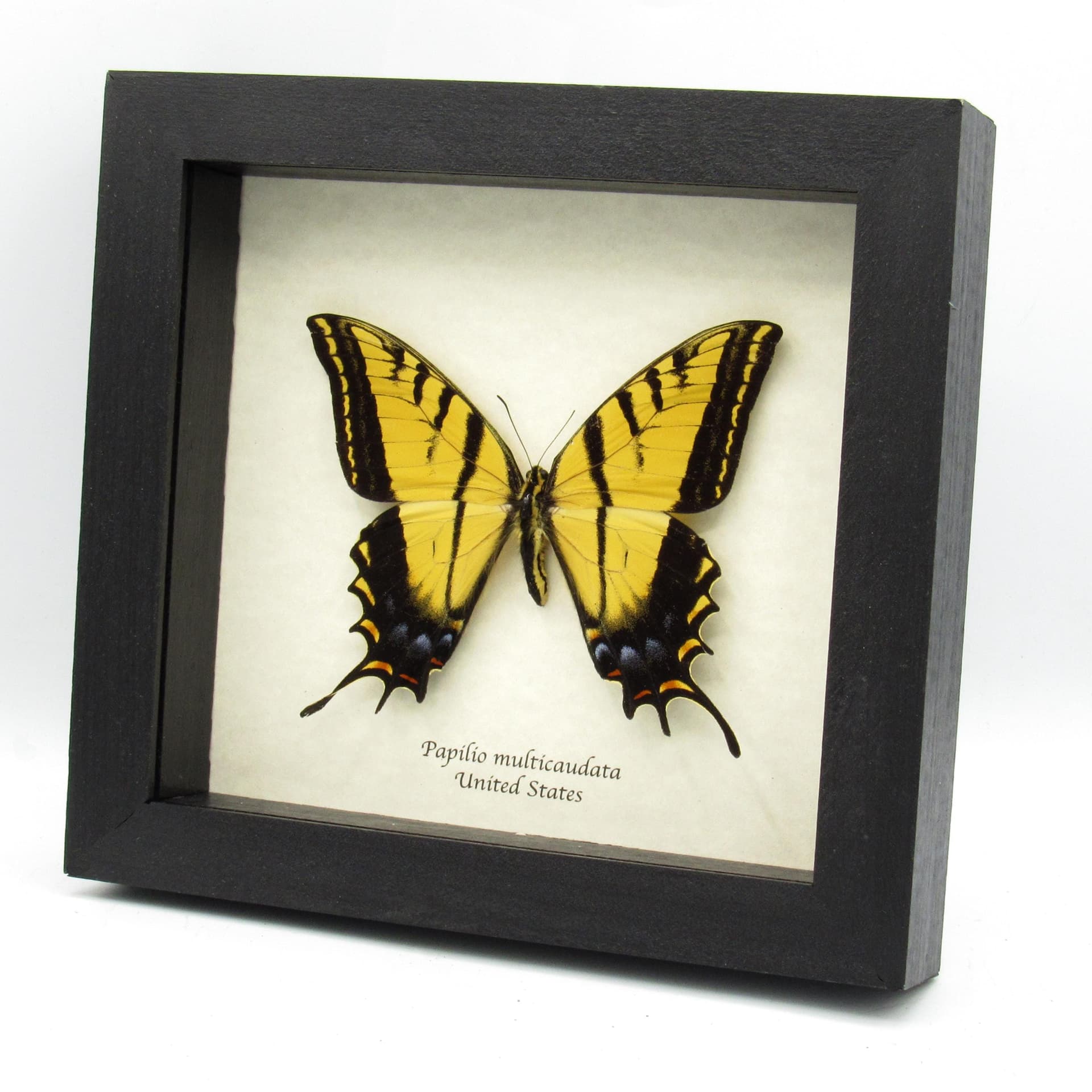 Real large Two-Tailed Swallowtail framed - Papilio multicaudata - XL female