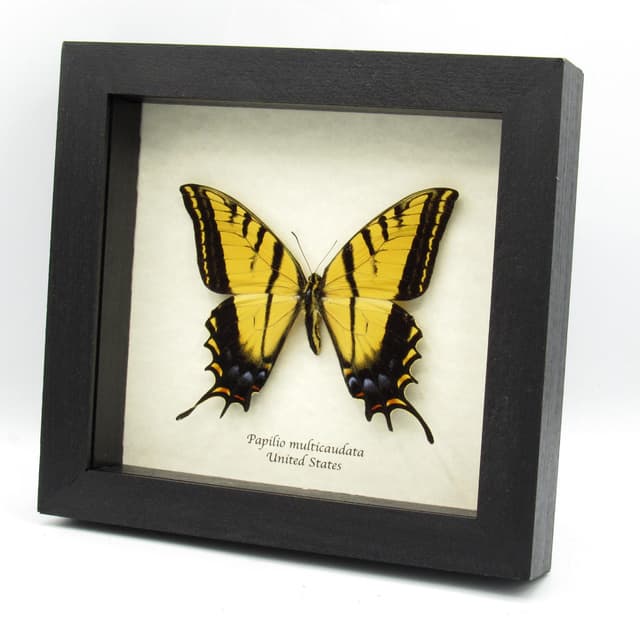 Real large Two-Tailed Swallowtail framed - Papilio multicaudata - XL female