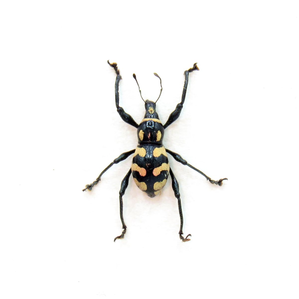 WEEVIL MANIA - Real pink beetle framed taxidermy - Metapocyrtus lindabonus