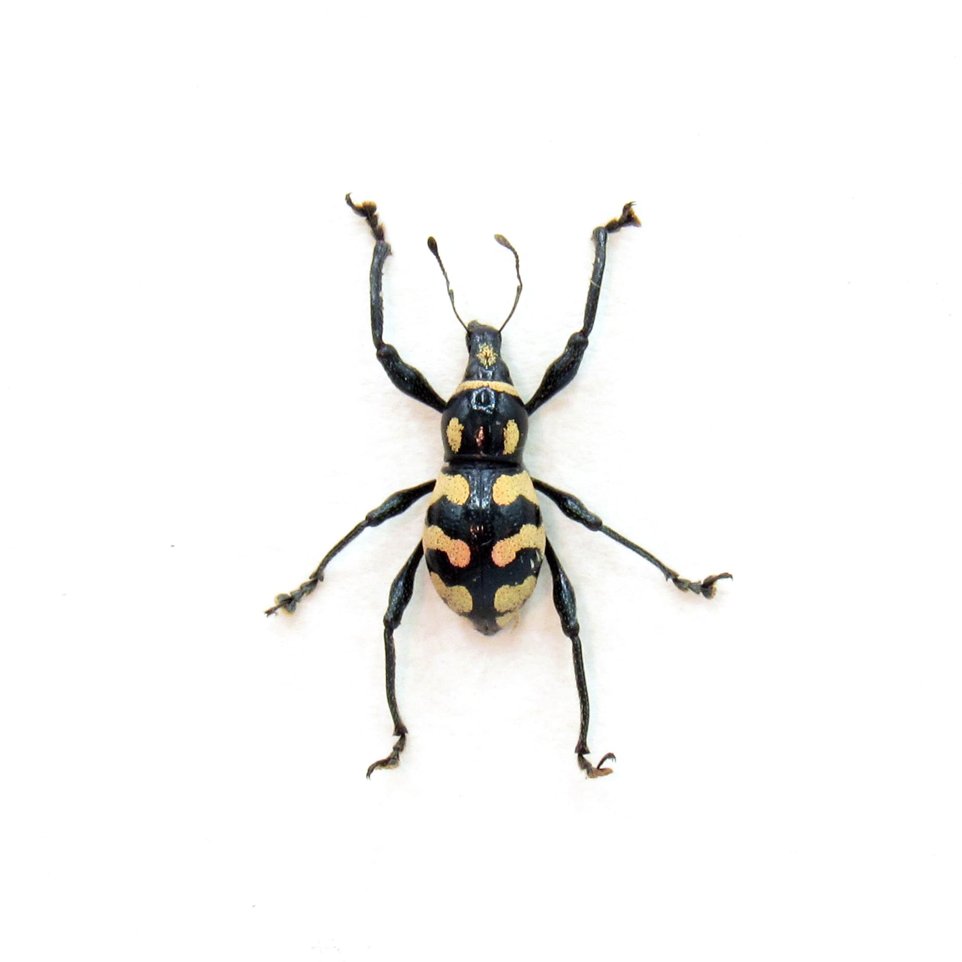 WEEVIL MANIA - Real pink beetle framed taxidermy - Metapocyrtus lindabonus