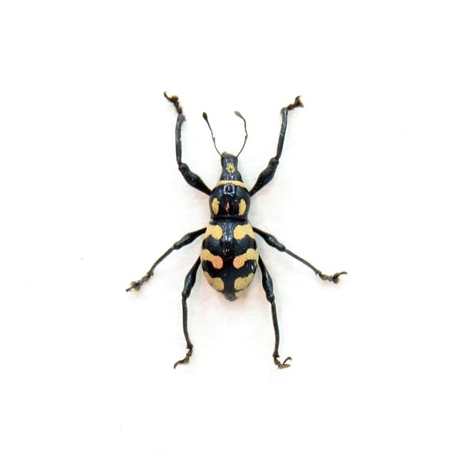 WEEVIL MANIA - Real pink beetle framed taxidermy - Metapocyrtus lindabonus