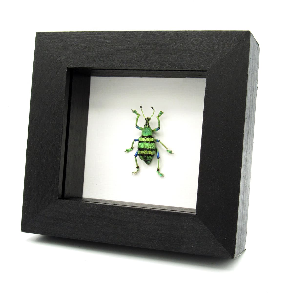 Real glitter Weevil framed taxidermy - Eupholus schoenherrii petiti
