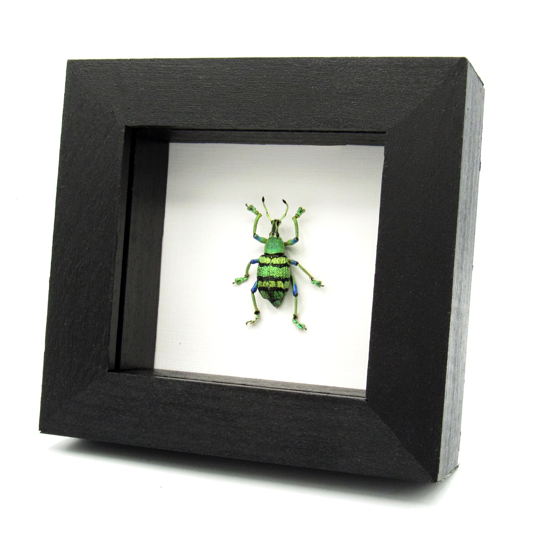 Real glitter Weevil framed taxidermy - Eupholus schoenherrii petiti