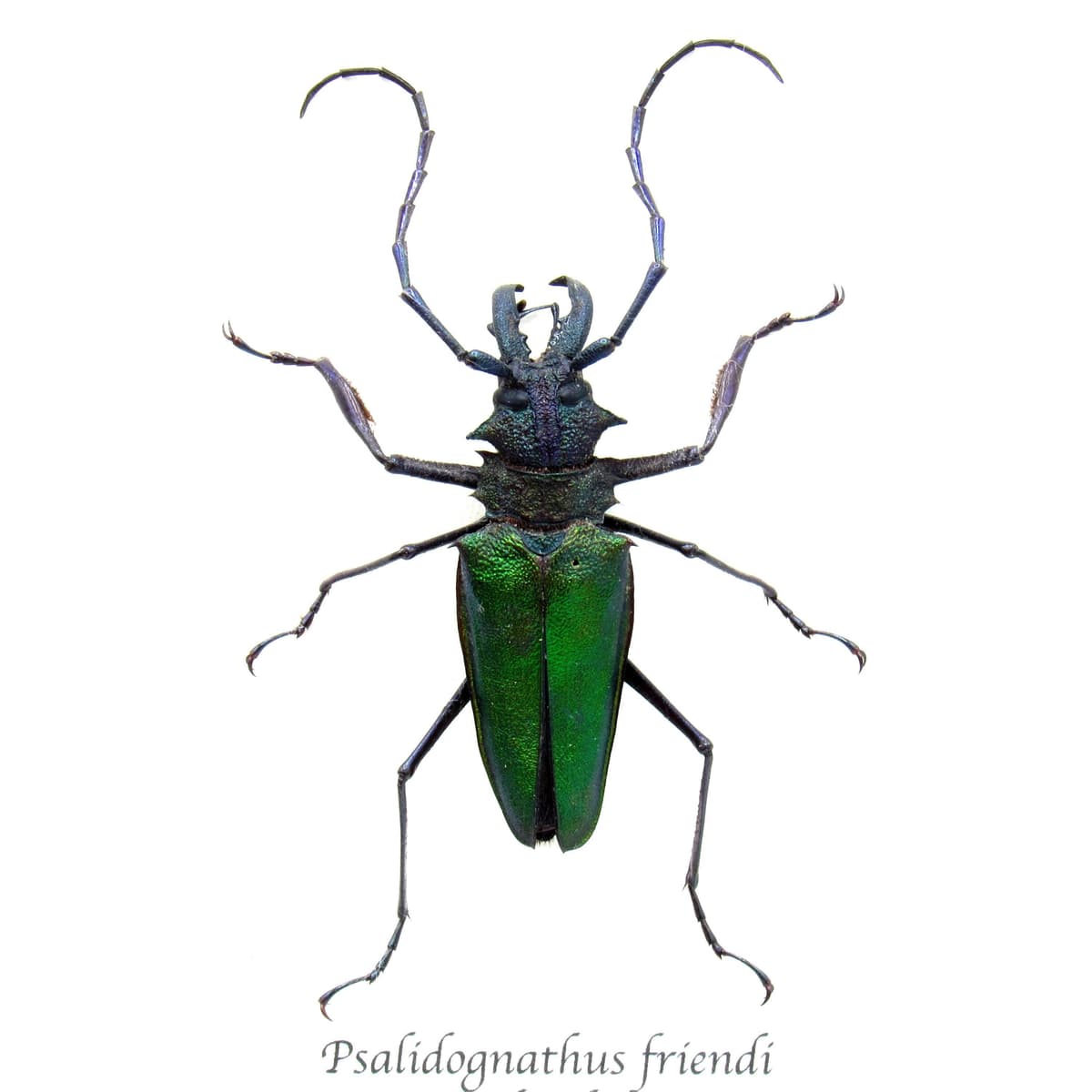 Rare metallic green Longhorn beetle framed taxidermy - Psalidognathus friendi
