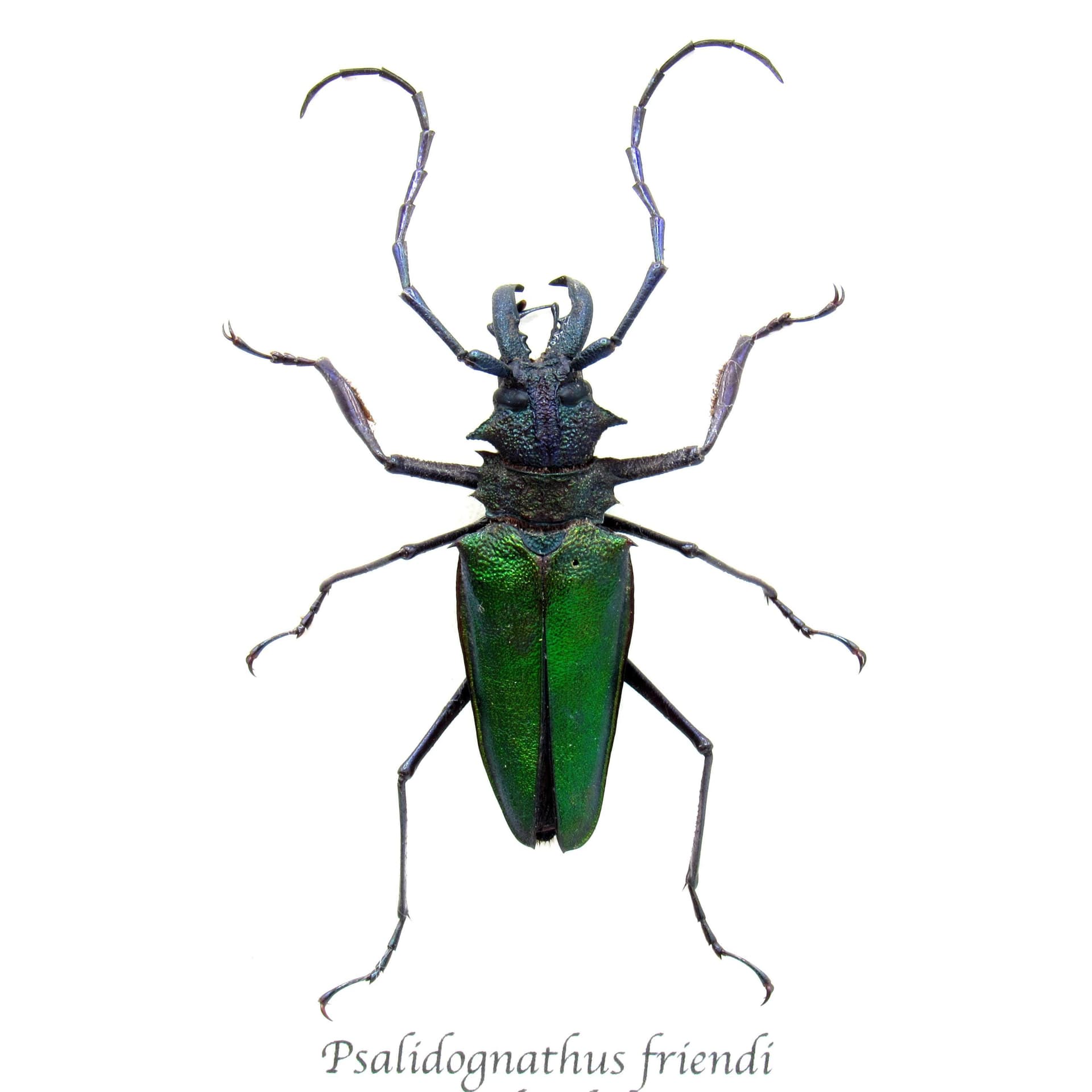 Rare metallic green Longhorn beetle framed taxidermy - Psalidognathus friendi