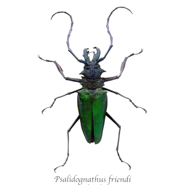 Rare metallic green Longhorn beetle framed taxidermy - Psalidognathus friendi