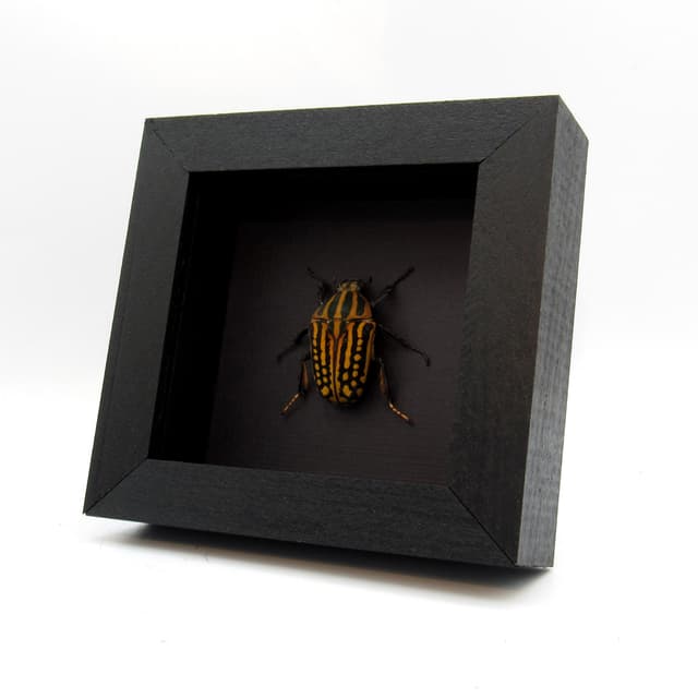 Real large Scarab beetle framed taxidermy - Chelorrhina savagei - female
