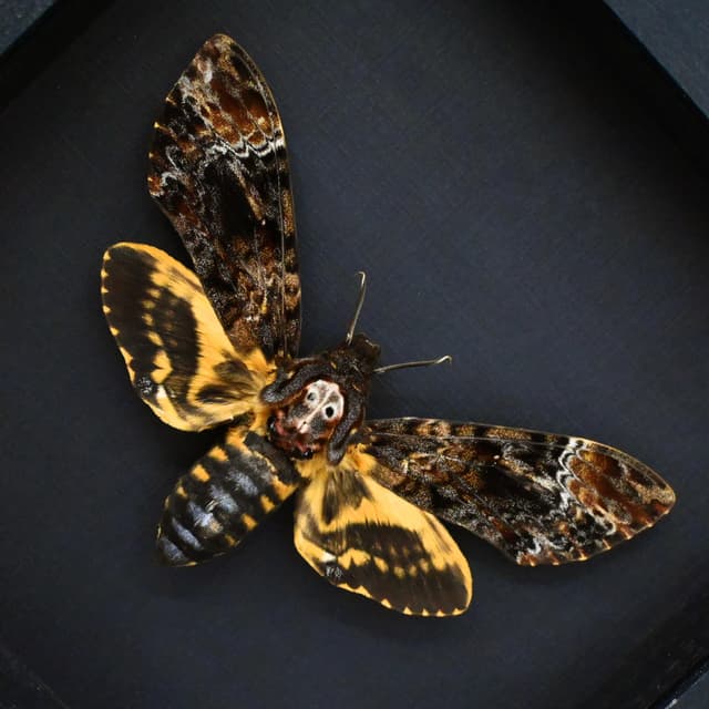 Real XL Deaths Head moth framed taxidermy - Acherontia lachesis - female