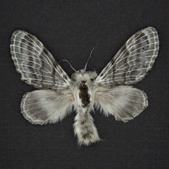 Real iridescent Large Tolype Moth framed specimen - Tolype velleda