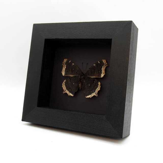 Real Mourning Cloak butterfly framed taxidermy - Nymphalis antiopa