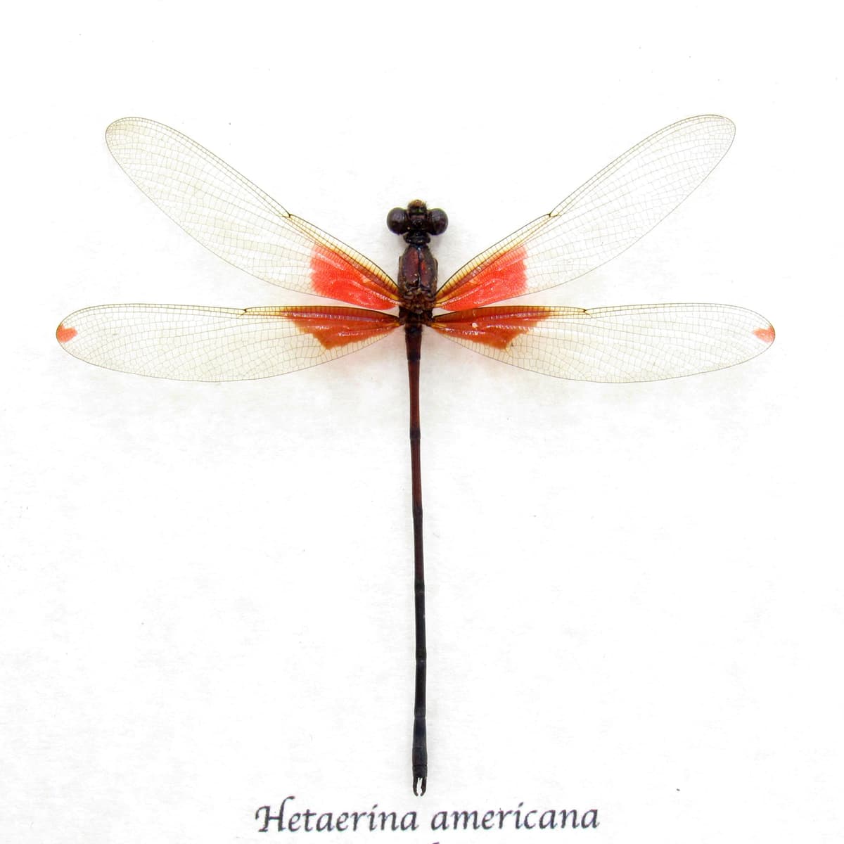 Real red American Rubyspot Damselfly framed taxidermy - Hetaerina americana