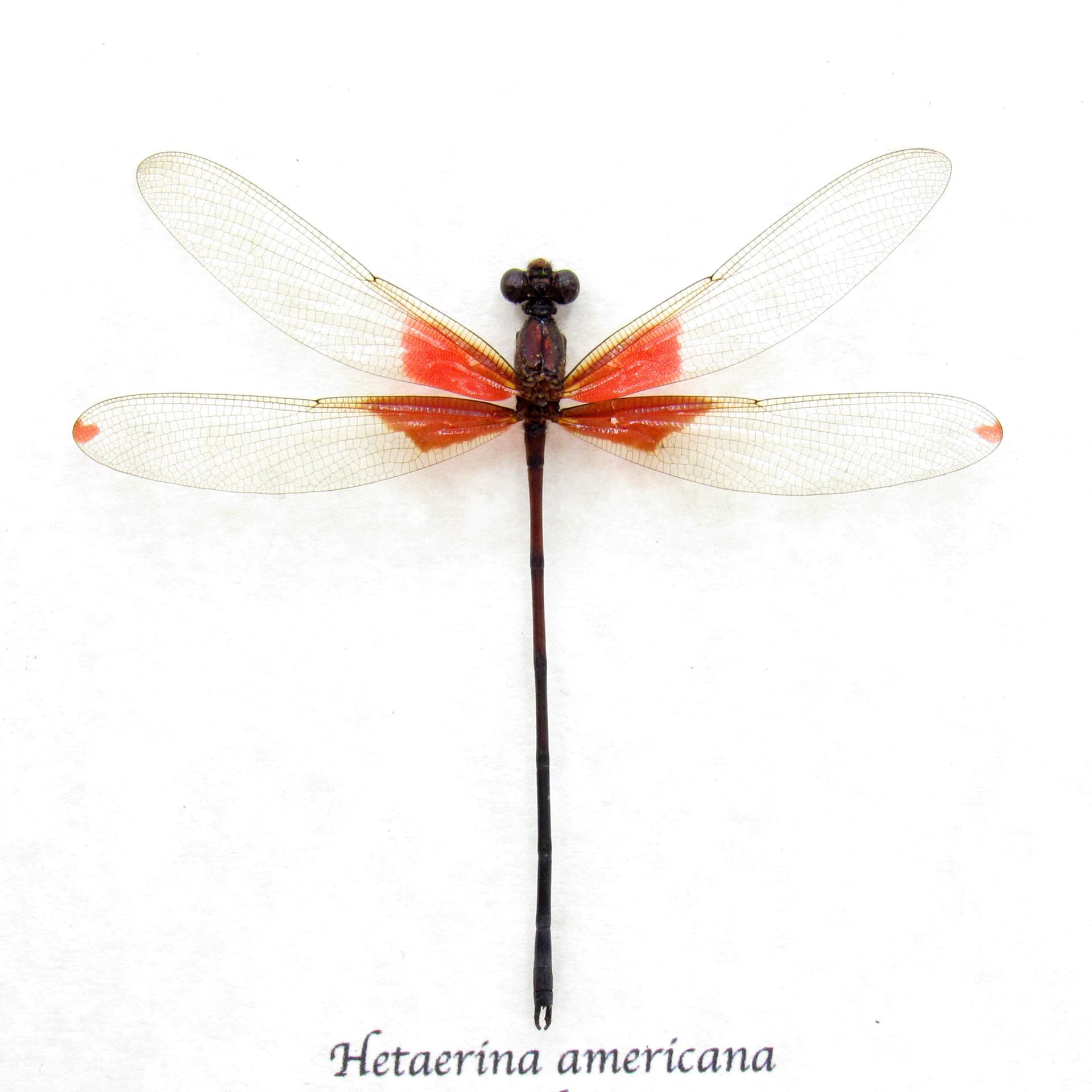 Real red American Rubyspot Damselfly framed taxidermy - Hetaerina americana