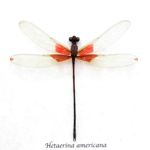 Real red American Rubyspot Damselfly framed taxidermy - Hetaerina americana