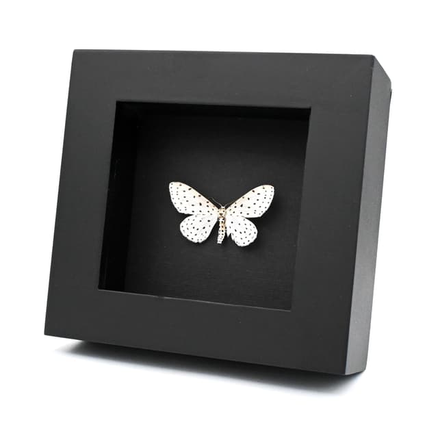 Real White Geometer moth framed taxidermy - Antipercnia belluaria