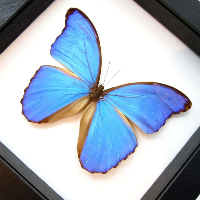 Real giant blue butterfly framed taxidermy - Morpho didius