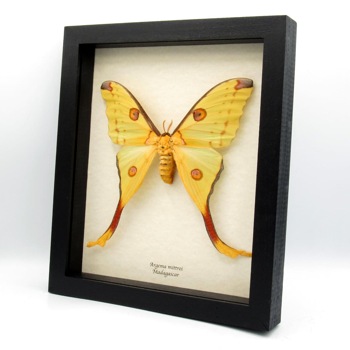 Real GIANT Comet moth framed taxidermy - Argema mittrei - XL female