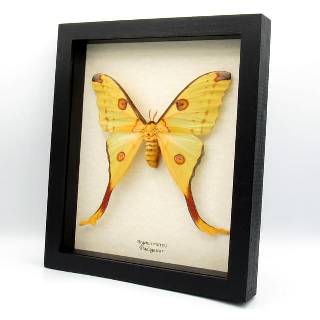 Real GIANT Comet moth framed taxidermy - Argema mittrei - XL female