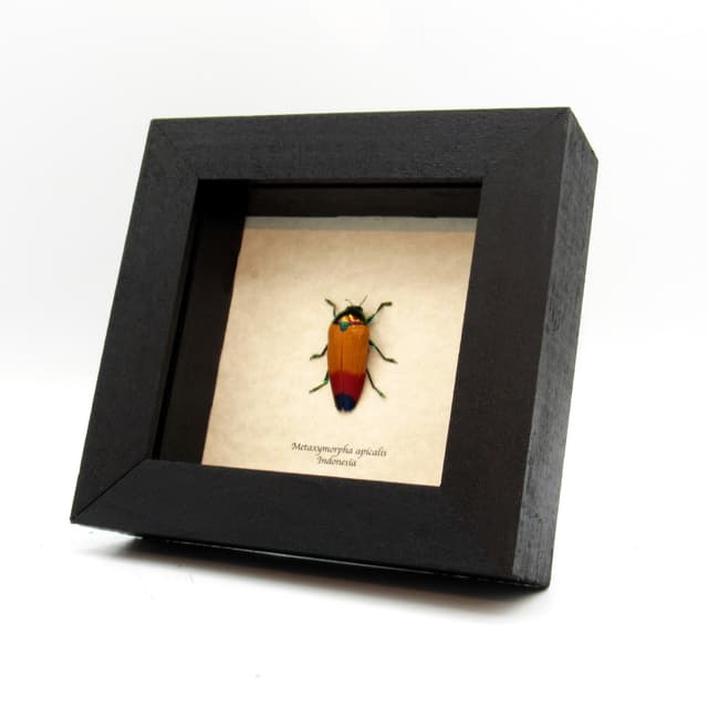 Real Rainbow beetle framed taxidermy - Metaxymorpha apicalis