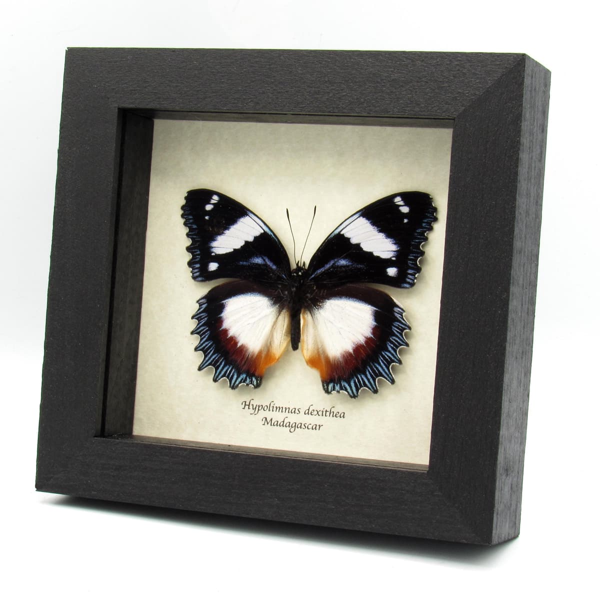 Real framed Madagascar Diadem taxidermy butterfly - Hypolimnas dexithea