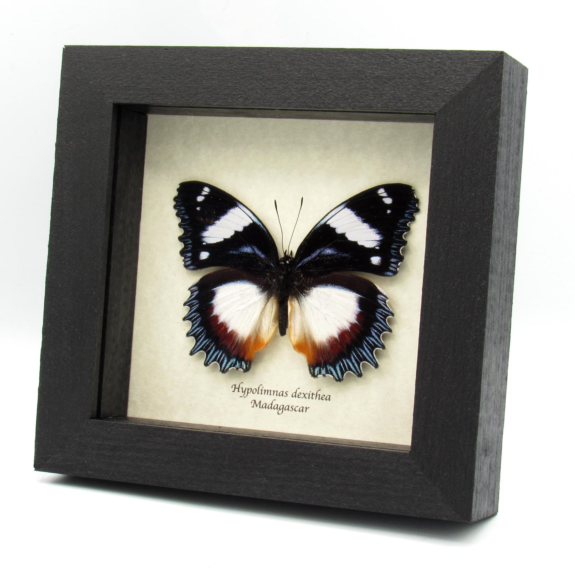 Real framed Madagascar Diadem taxidermy butterfly - Hypolimnas dexithea