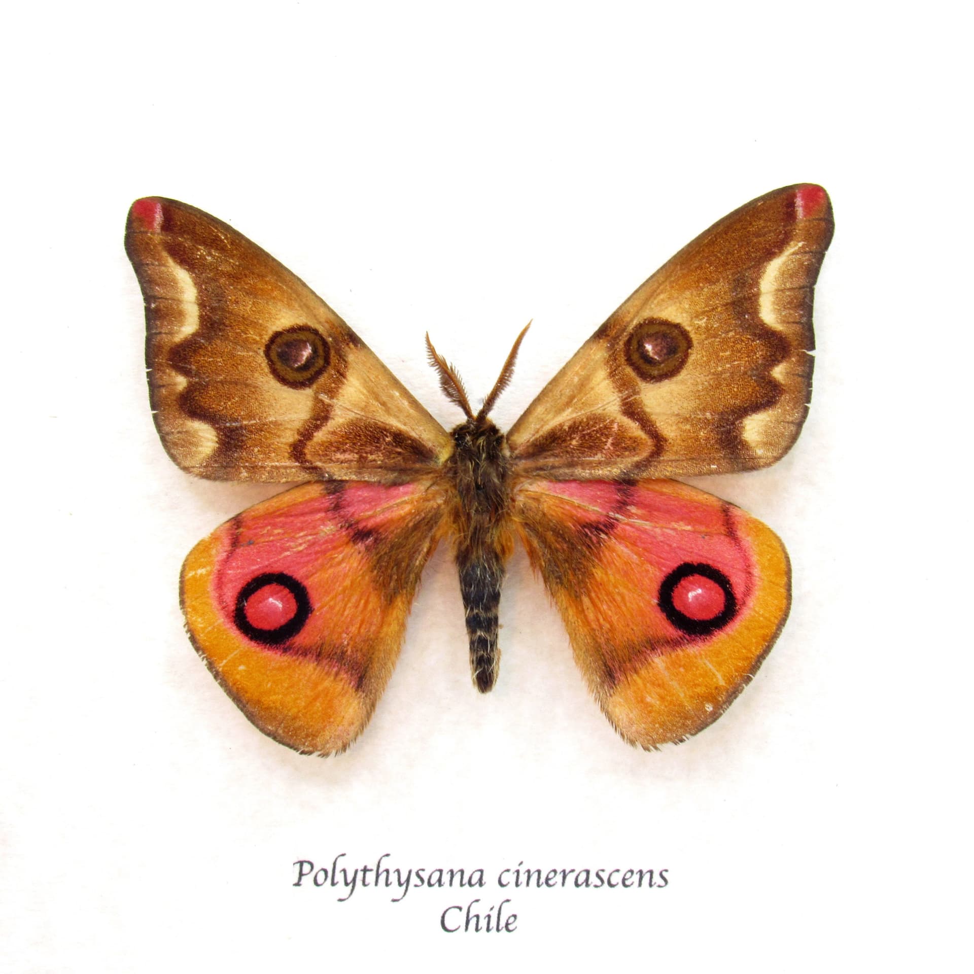 Very rare real pink Saturn moth framed taxidermy - Polythysana cinerascens - minor damage