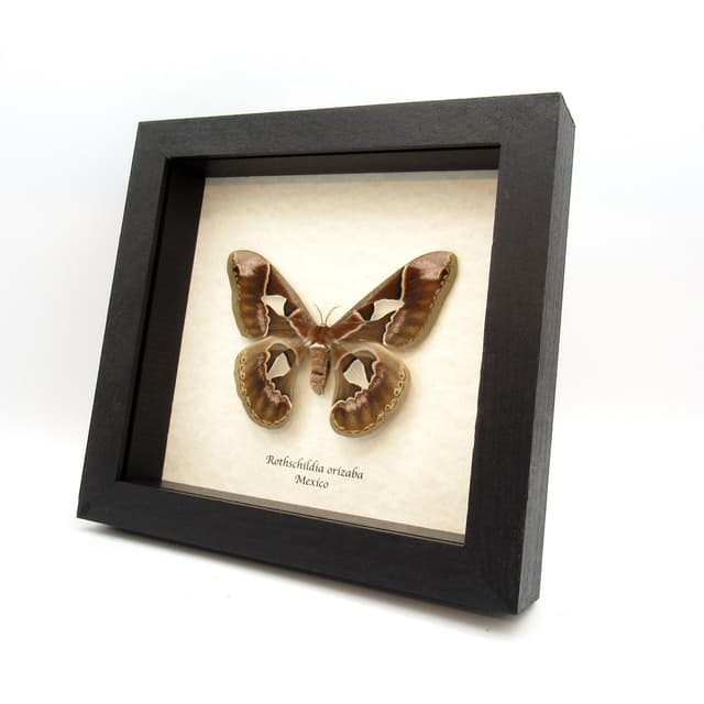 Real large Saturn moth framed taxidermy - Rothschildia orizaba - female