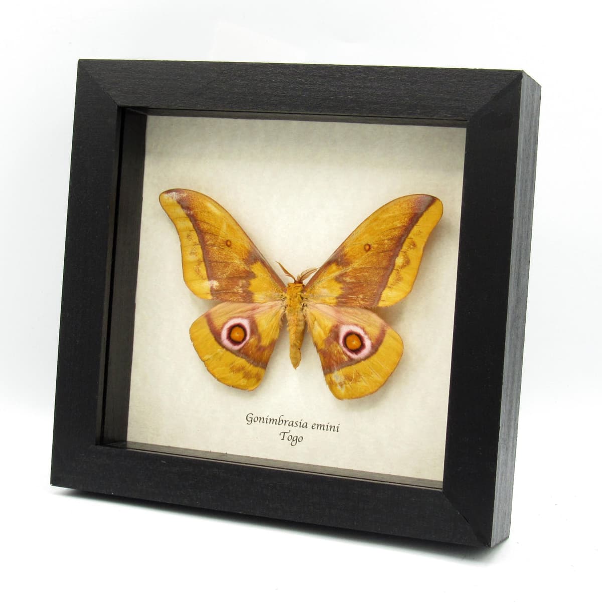 Rare Giant Yellow Emperor moth framed taxidermy - Gonibrasia emini - minor damage