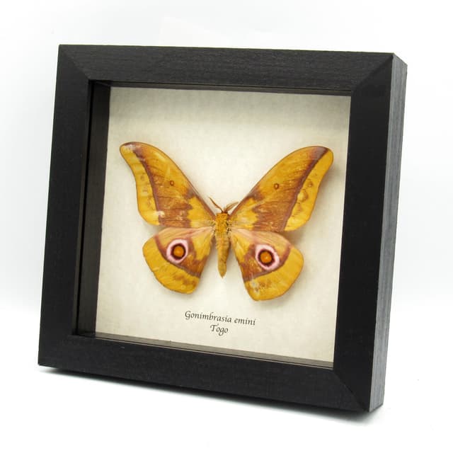 Rare Giant Yellow Emperor moth framed taxidermy - Gonibrasia emini - minor damage
