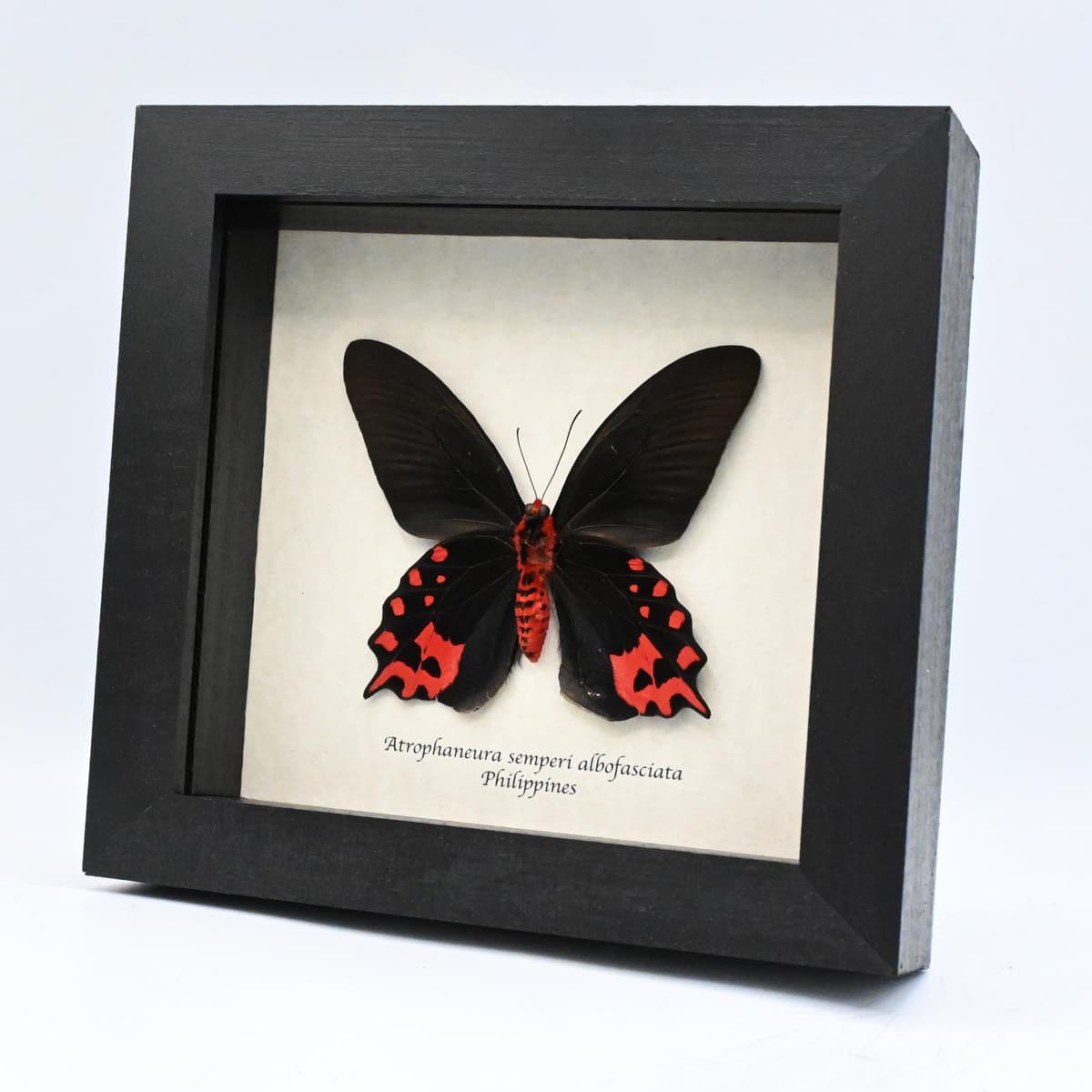 Real Vampire butterfly framed taxidermy - Atrophaneura semperi albofasciata