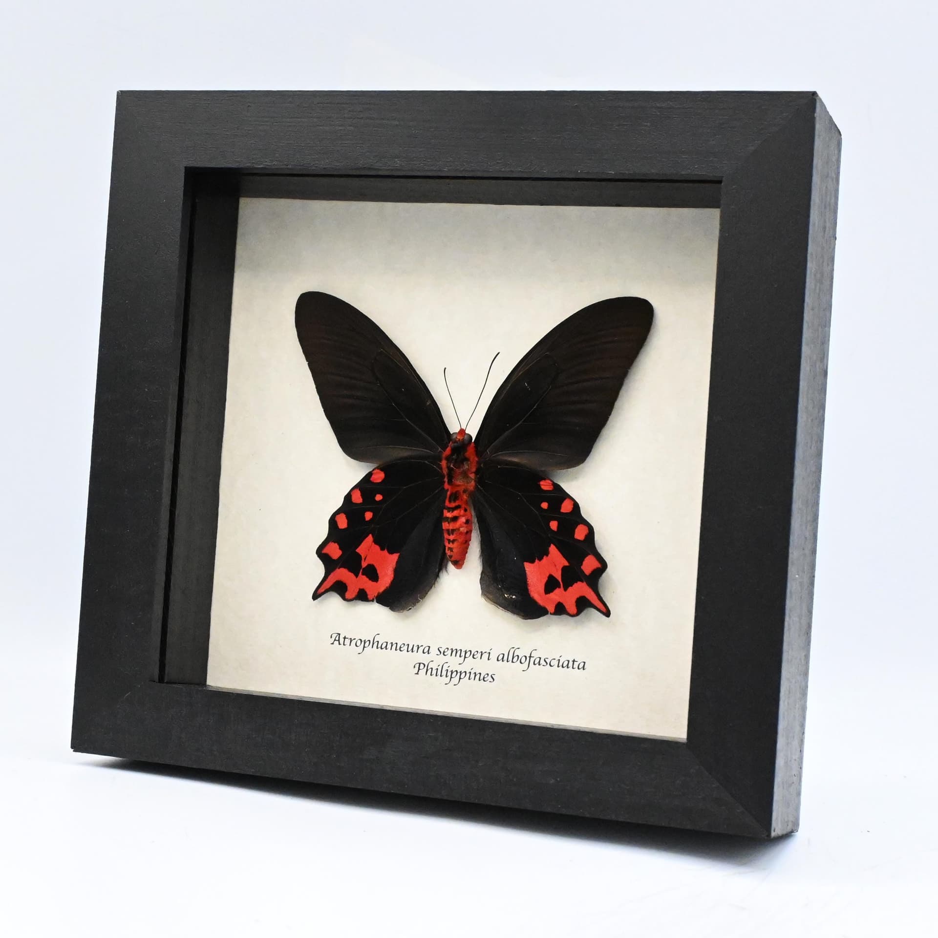 Real Vampire butterfly framed taxidermy - Atrophaneura semperi albofasciata