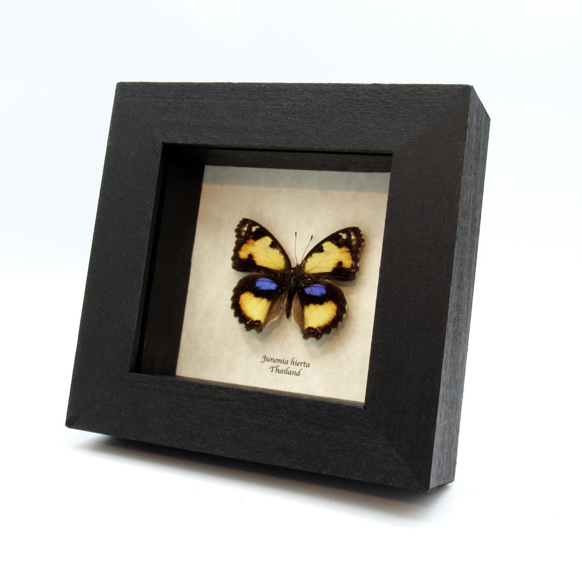 Real Yellow Pansy butterfly framed taxidermy - Junonia hierta