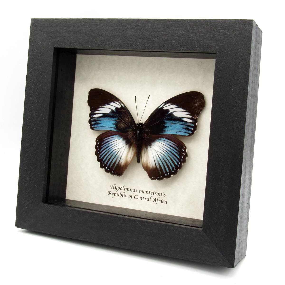 Real blue framed taxidermy butterfly - Hypolimnas monteironis