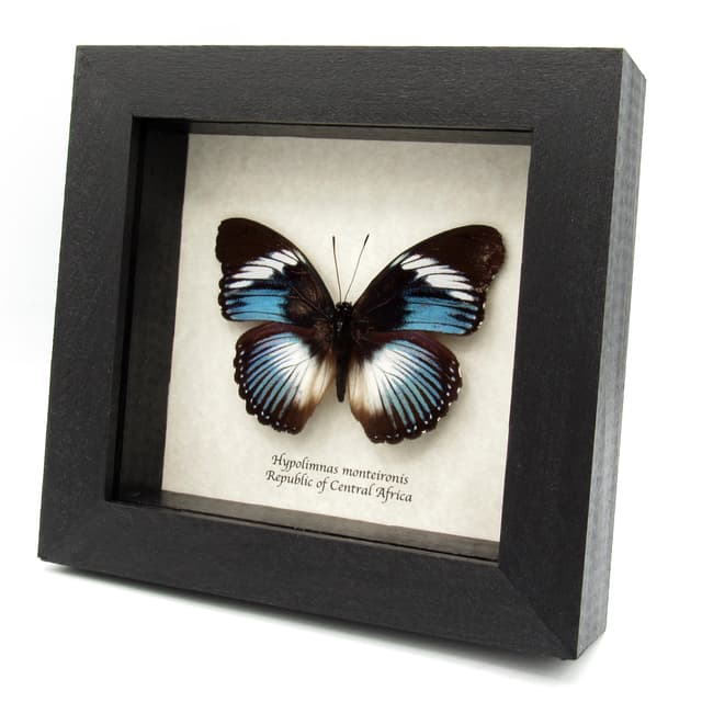 Real blue framed taxidermy butterfly - Hypolimnas monteironis