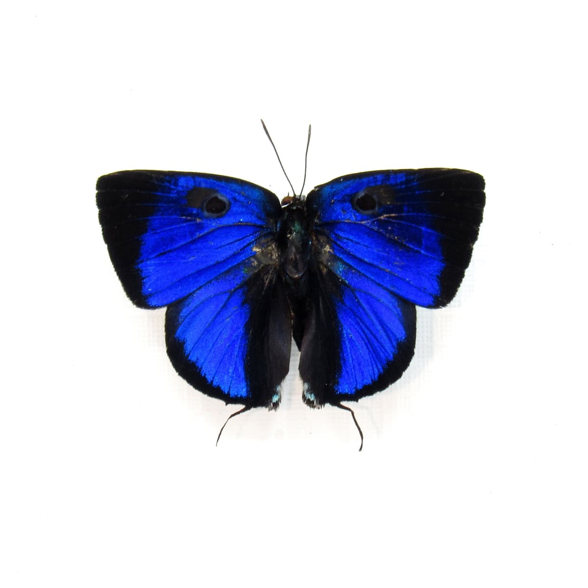 Real metallic blue Hairstreak butterfly framed taxidermy - Panthiades bitias
