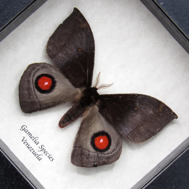 Real red Saturn moth framed taxidermy - Gamelia species
