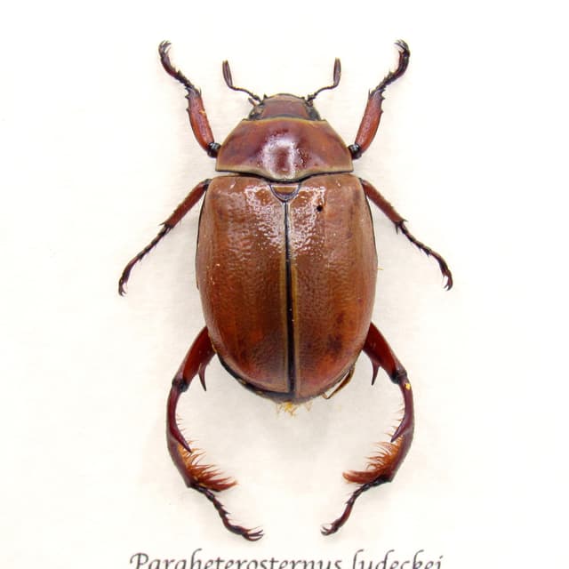 Rare from legged Scarab beetle framed taxidermy - Paraheterosternus ludecki