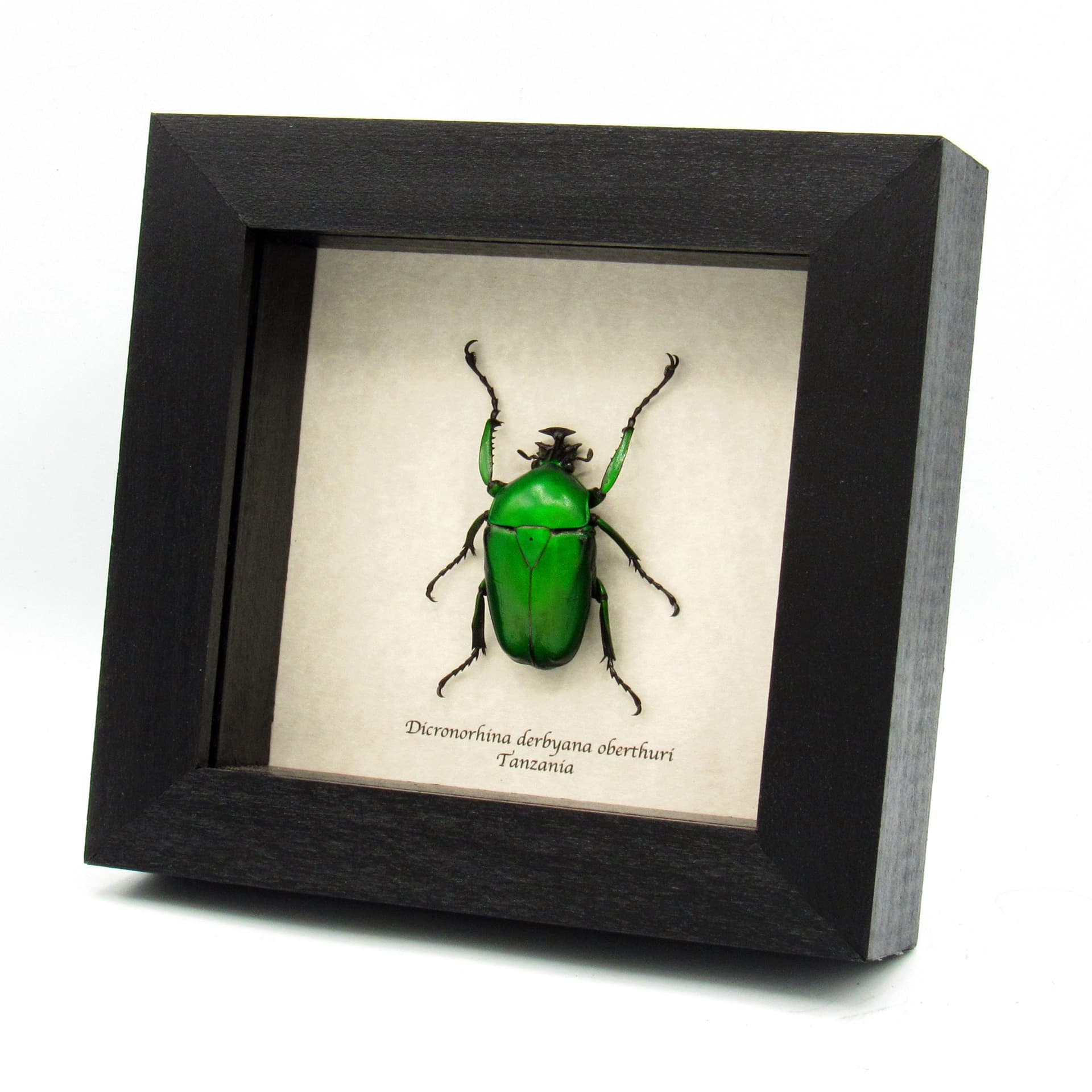 Green metallic Scarab beetle framed - Dicronorhina derbyana oberthuri